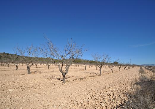 Land in Monóvar/Monóver