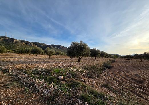 Land in Jumilla