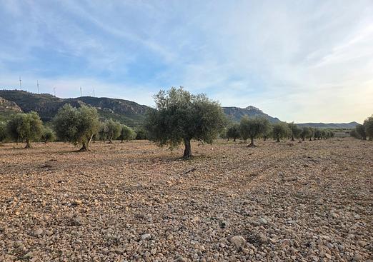 Land in Jumilla