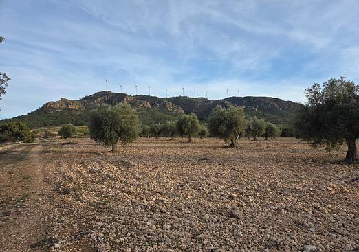 Land in Jumilla