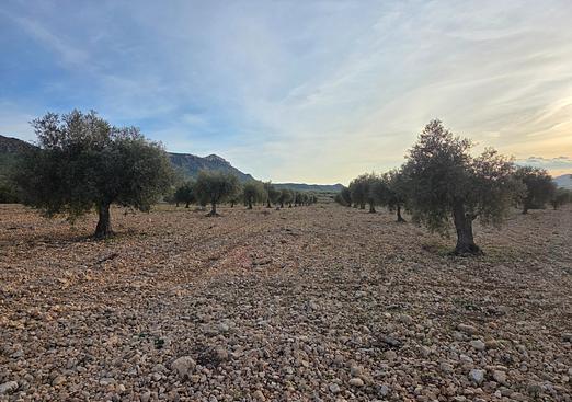 Land in Jumilla