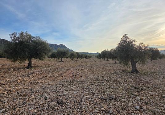 Land in Jumilla