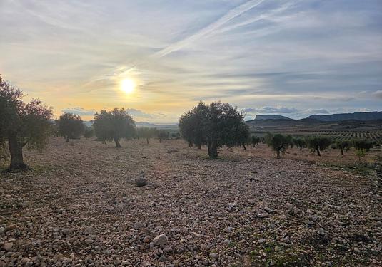 Land in Jumilla