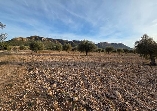 Land in Jumilla