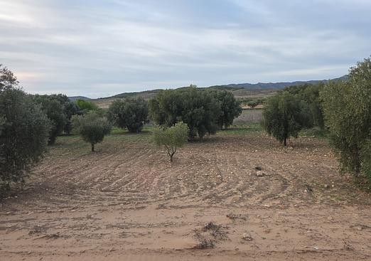 Land in Jumilla