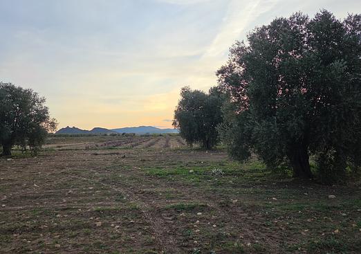 Land in Jumilla