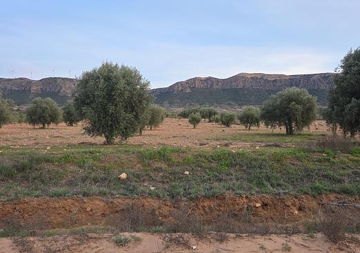 Land in Jumilla