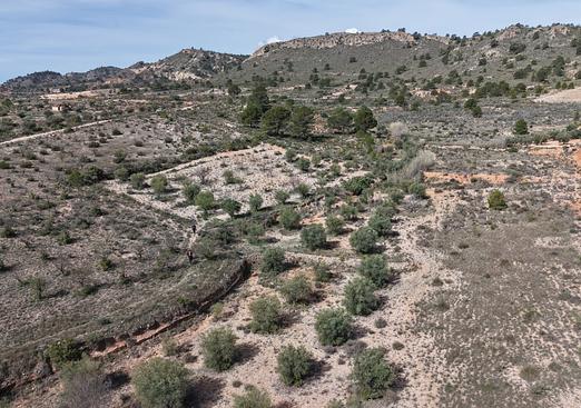 Land in Yecla