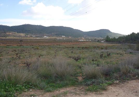 Land in Pinoso