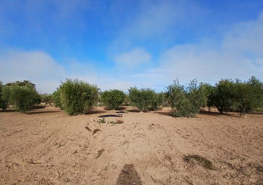 Finca in Jumilla