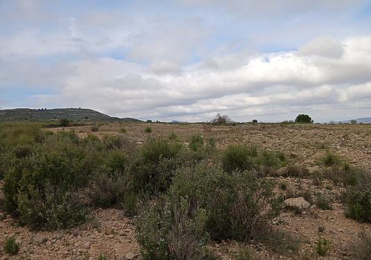Land in Yecla