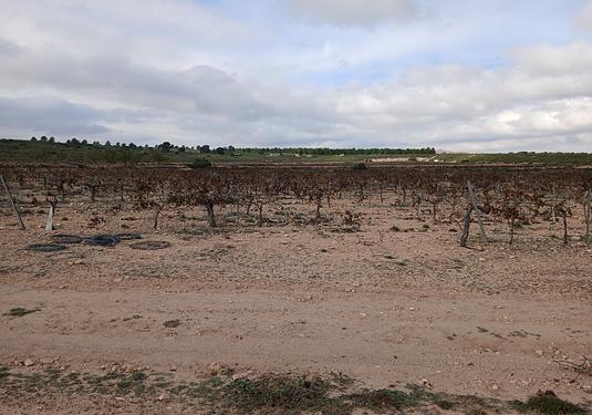 Land in Yecla