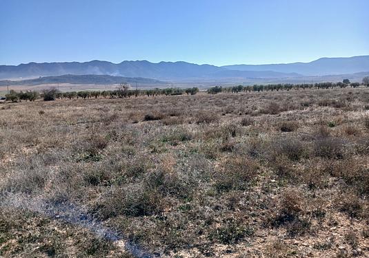 Land in Yecla