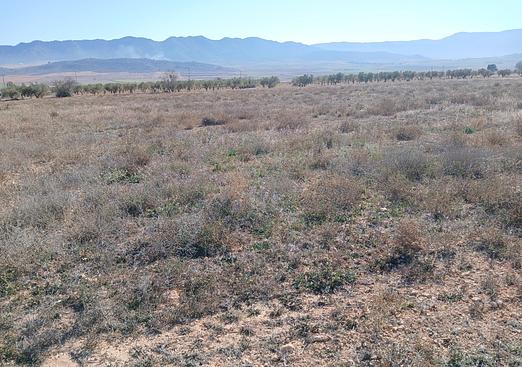 Land in Yecla