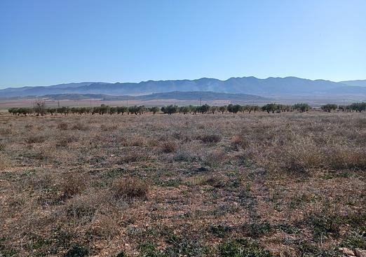 Land in Yecla