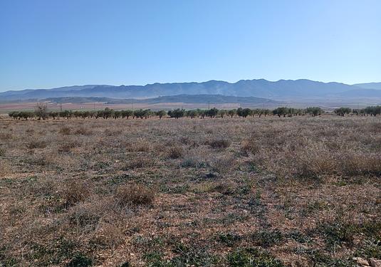 Land in Yecla