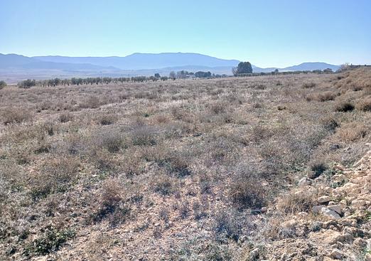 Land in Yecla