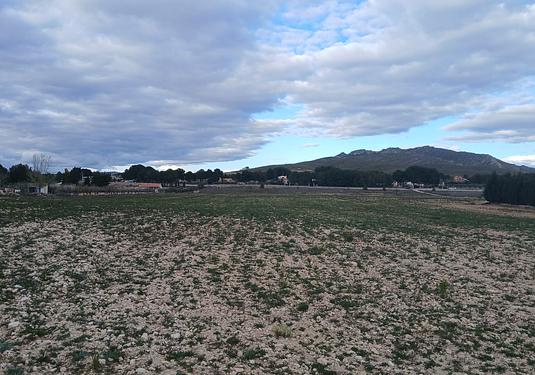 Land in Yecla