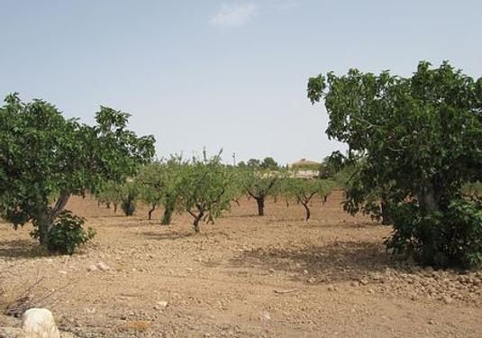 Land in Murcia