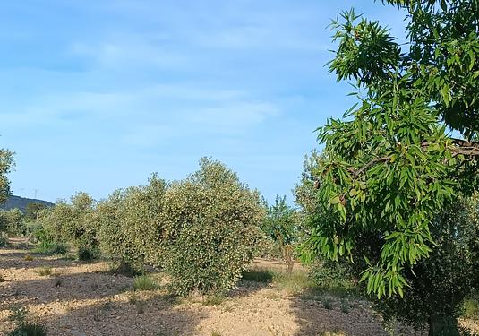 Property in Yecla