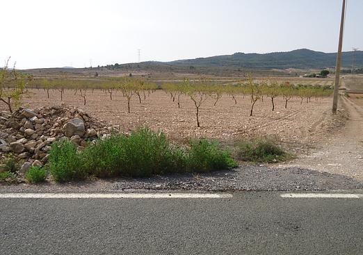 Land in Canada del Trigo