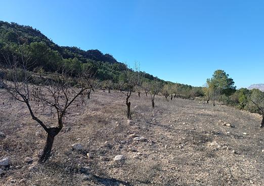 Property in Yecla