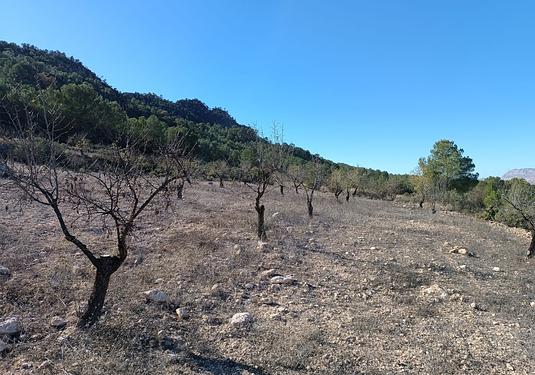 Property in Yecla