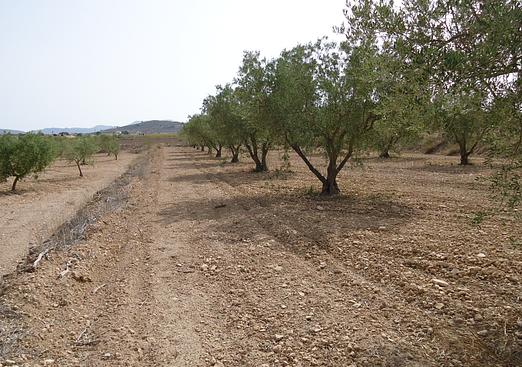 Land in Canada del Trigo