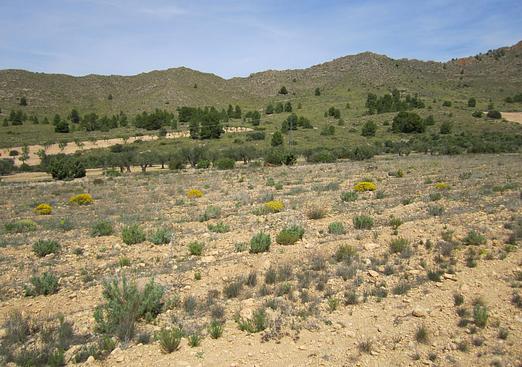 Land in Yecla