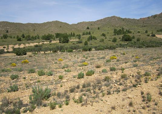 Land in Yecla