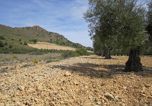 Land in Yecla