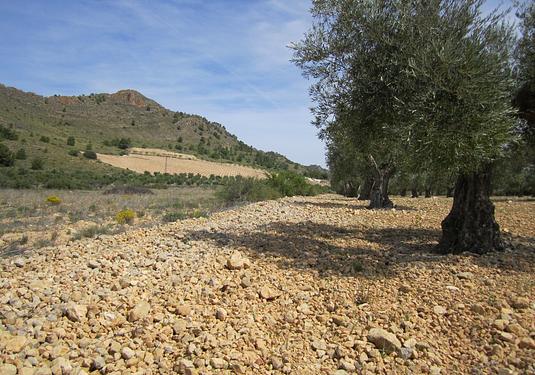 Land in Yecla