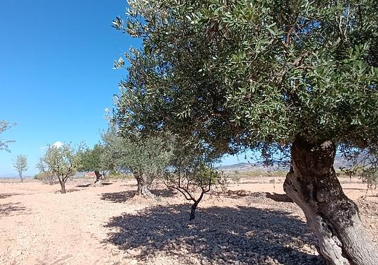 Country house in Jumilla