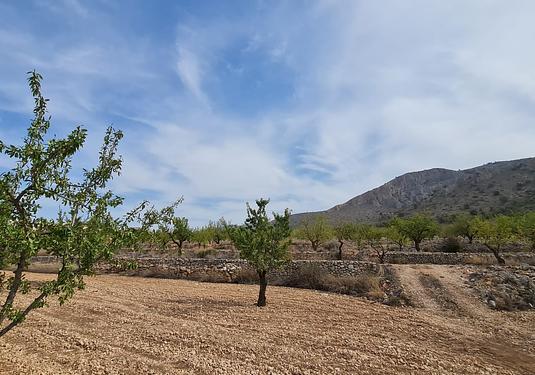 Land in Algueña