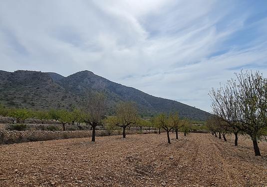 Land in Algueña