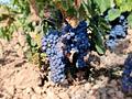 Land in Pinoso