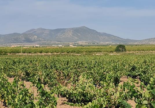 Land in Pinoso