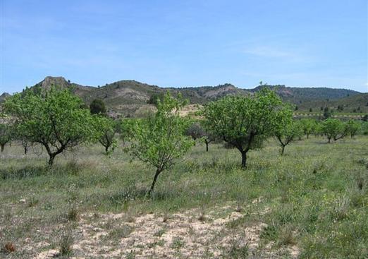 Land in Murcia