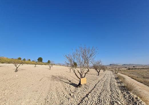 Land in Jumilla