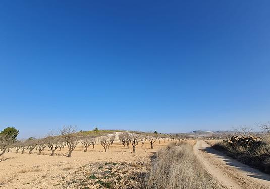 Land in Jumilla
