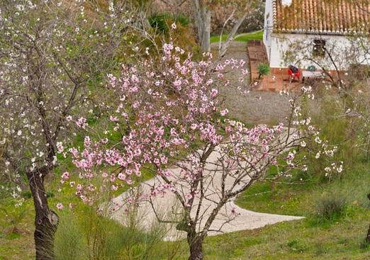 Country house in Alora