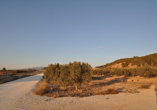 Land in Pinoso
