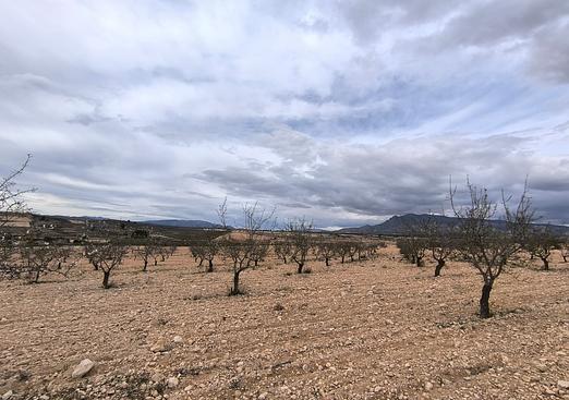 Land in Pinoso