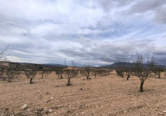 Land in Pinoso