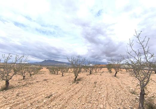 Land in Pinoso