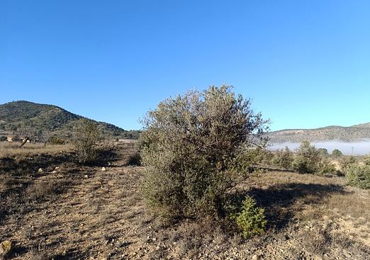 Land in Yecla