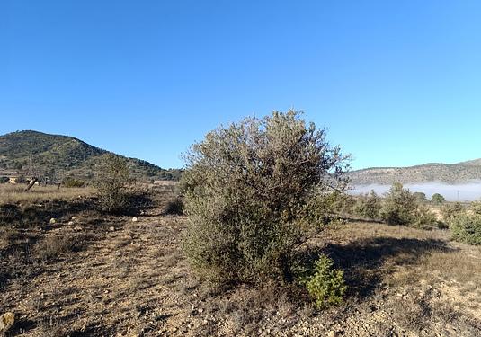 Land in Yecla