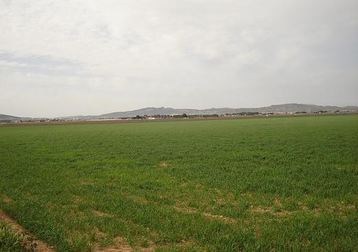 Land in Yecla