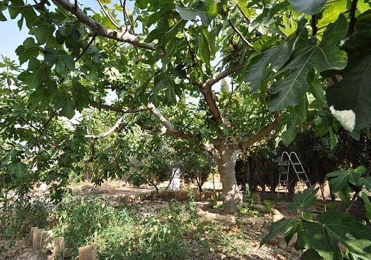 Country house in Pinoso