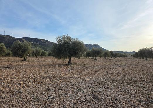 Land in Jumilla